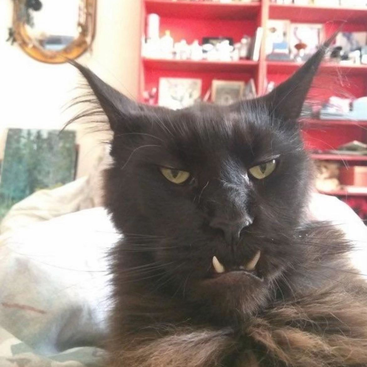MEOW meow